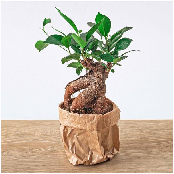 3 x Ginseng Feigenbaum Bonsai - Ficus Microcarpa Ginseng - Topfgröße 8,5 cm - Set von 3 Stück