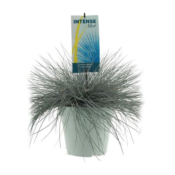 Ziergras, Blaues Zwenkgras, Festuca glauca Intense Blue - Ø23cm - ↕50cm
