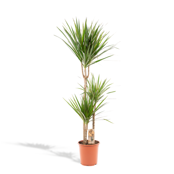 Drachenbaum, luftreinigende Zimmerpflanze - Ø21cm - ↕120cm - Dracaena Marginata