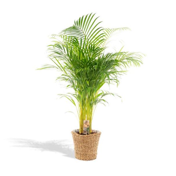 Schmetterlingspalme / Goldpalme Zimmerpflanze mit Rattan-Korb, Areca-Palme -↨110cm -Ø21cm