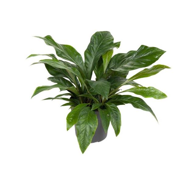Anthurium Dschungelstrauch - 70 cm hoch - Urwaldstrauch - Zimmerpflanze mit tropischer Ausstrahlung