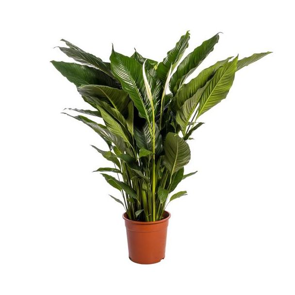 Der Löffelpflanze oder Die Friedenslilie, Bekannt für ihre Weißen Blumen, Spathiphyllum Sweet Sebastiano - Ø24cm - ↕110cm