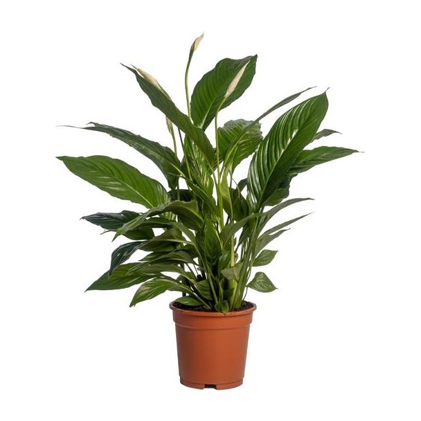 3 Stück Einblatt, Bekannt für seine weißen Blüten, Spathiphyllum Vivaldi - Ø17cm - ↕70cm