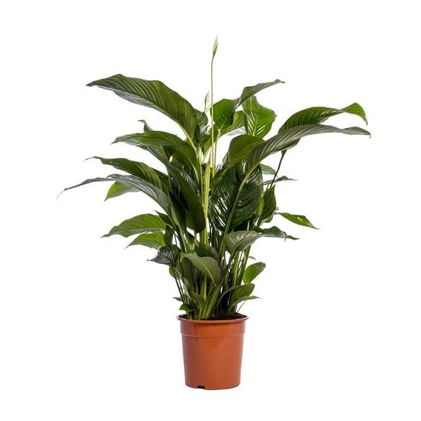Der Löffelblatt oder Die Friedenslilie, Bekannt für seine Weißen Blüten, Spathiphyllum Bellini - Ø24cm - ↕100cm