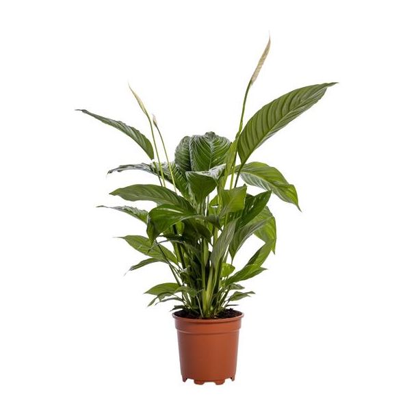 2 Stück Einblatt, Bekannt für seine weißen Blüten, Spathiphyllum Bingo Cupido - Ø19cm - ↕80cm