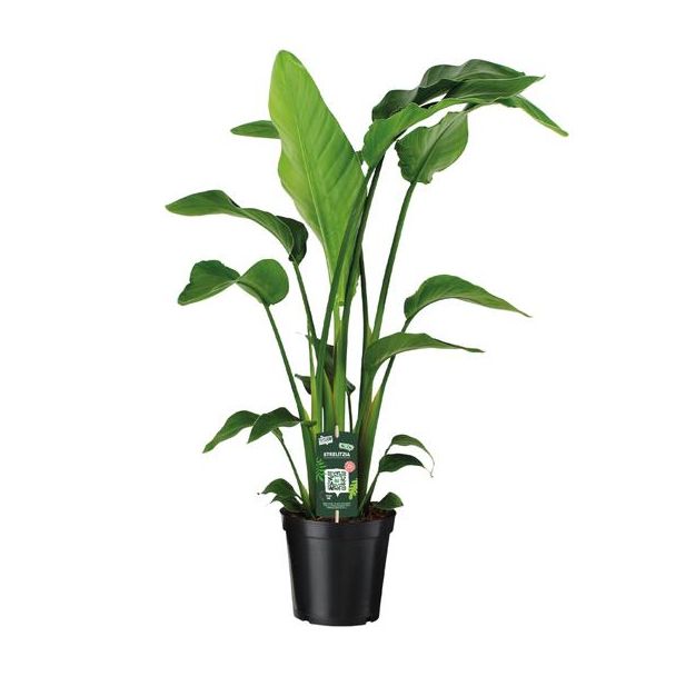 Weiße Paradiesvogelblume, Tropische Grünpflanze, Strelitzia Nicolai, Ø19cm - ↕90cm