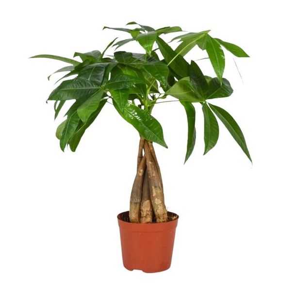Pachira aquatica - Ø12cm - ↕35cm