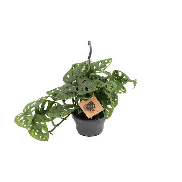 Fensterblatt - Ø14cm - ↕30cm