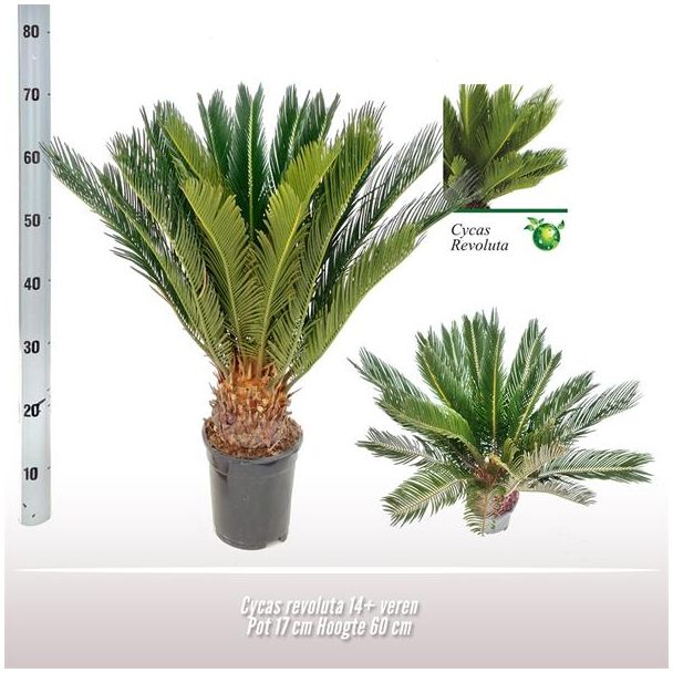 Sago-Palme - Ø17 ↕60