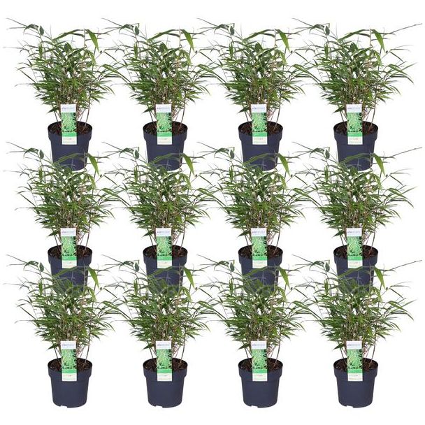 Set van 12 Fargesia rufa planten