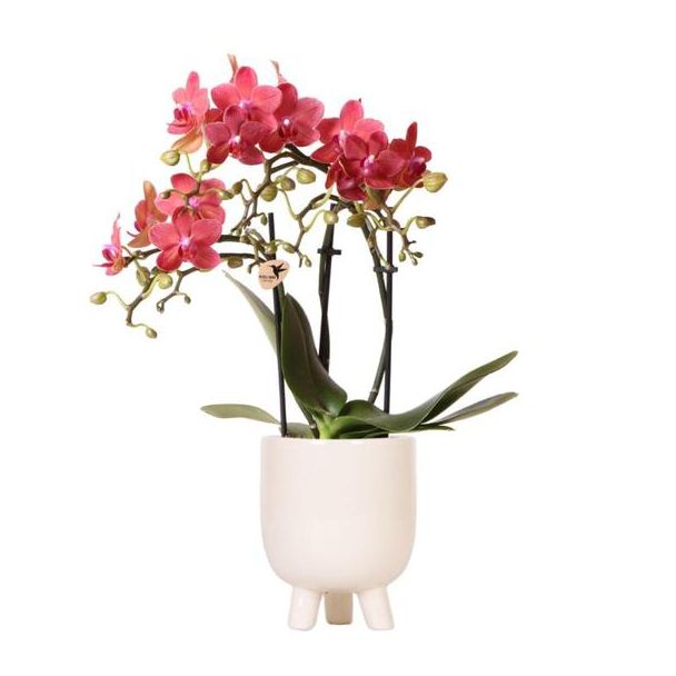 Schmetterlingsorchidee Kongo, Farbe Rot, Gummitopf Travertin, Blühende Zimmerpflanze, Phalaenopsis-Orchideen, Topfgröße 09cm
