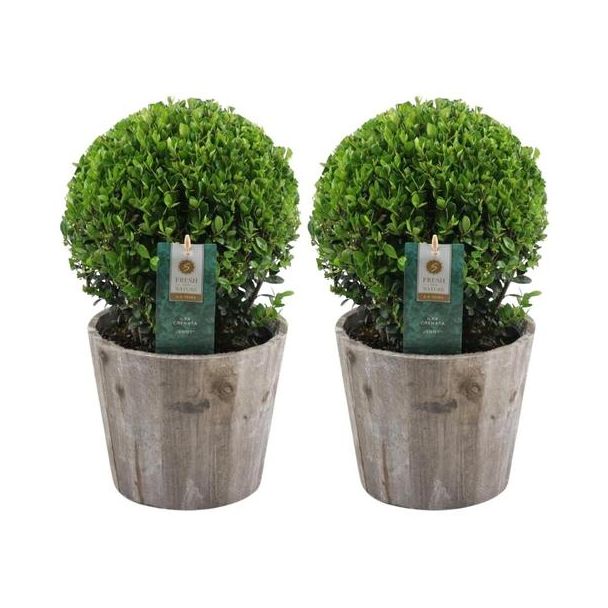 2x Japanische Stechpalme (glatt glänzendes Blatt), Schöne grüne Kugel in Holztopf | Set von 2 Stück, Ilex crenata Jenny | 20 cm Ø Durchmesser 30 cm hoch