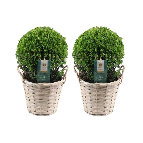 2x Japanische Stechpalme (glatt glänzendes Blatt), Schöner grüner Ball im Korb | Set von 2 Stück, Ilex crenata 'Jenny' | 20 cm Ø Durchmesser 30 cm hoch