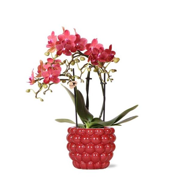 Schmetterlingsorchidee Kongo, Farbe Rot, Beeren-Übertopf, Blühende Zimmerpflanze, Phalaenopsis-Orchideen, Topfgröße 09cm