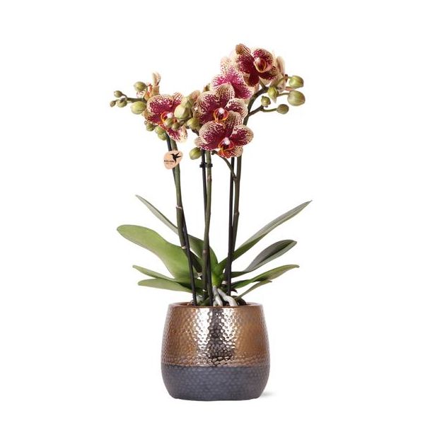 Schmetterlingsorchidee Spanien, Farbe Gelb/Rot, Elite Topf Kupfer, Blühende Zimmerpflanze, Phalaenopsis Orchideen, Topfgröße 09cm