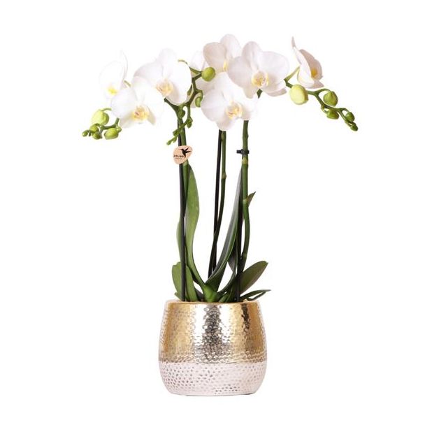 Schmetterlingsorchidee Amabilis, Farbe Weiß, Elite Topf Gold, Blühende Zimmerpflanze, Phalaenopsis Orchideen, Topfgröße 09cm
