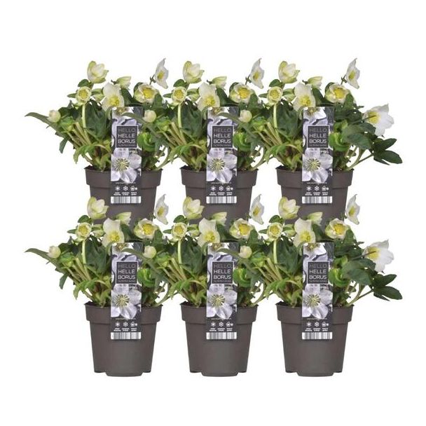 6x Christrose Helleborus niger 'Christmas Carol', Weihnachtsblume | 12 cm Ø | 20 cm ↕