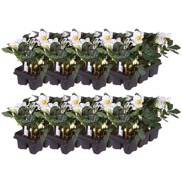 48x Christrose Helleborus niger 'Christmas Carol', Weihnachtsblume | 7 cm Ø | 20 cm ↕