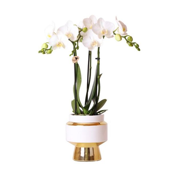 Schöne Schmetterlingsorchidee Amabilis, Farbe Weiß, Geschenkidee, Le Chic Zierpot Farbe Gold, Topfgröße Ø9cm, blühende Zimmerpflanze