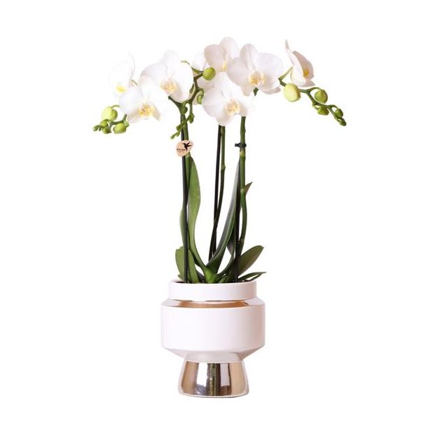 Schöne Schmetterlingsorchidee amabilis, Farbe Weiß, Geschenkidee, Le Chic Zierpot Farbe Silber, Topfgröße Ø9cm, blühende Zimmerpflanze