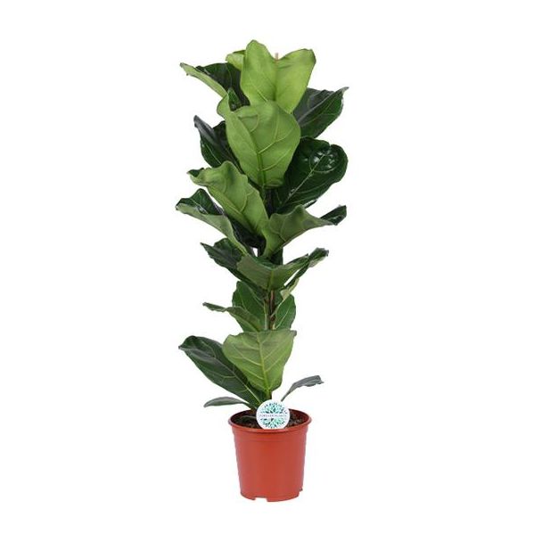 Geigenfeige, Tropische Zimmerpflanze, Ficus Lyrata Ø21 - 90cm hoch