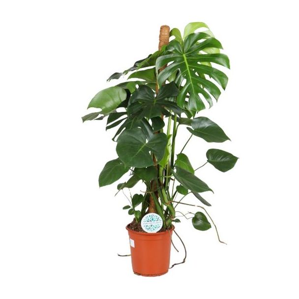 Die Fensterblattpflanze, Grüne Zimmerpflanze, Tropisch, Monstera Deliciosa - Ø24cm - ↕105cm