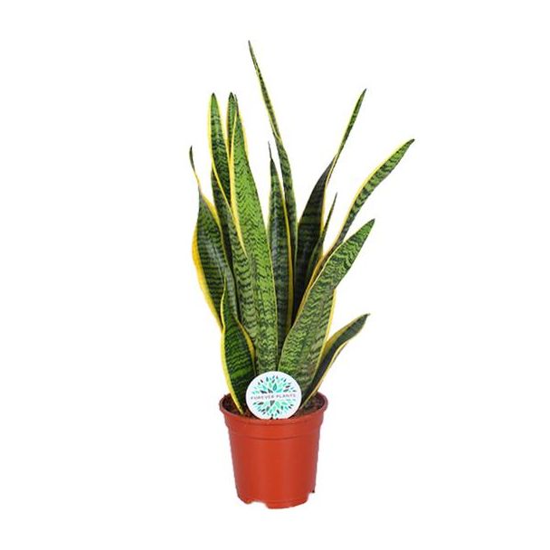 Schwiegermutterzunge, Goldrandpflanze, Schwertförmiges Dunkelgrünes Blatt mit Gelbem Rand, Sansevieria Laurentii - Ø17cm - ↕60cm