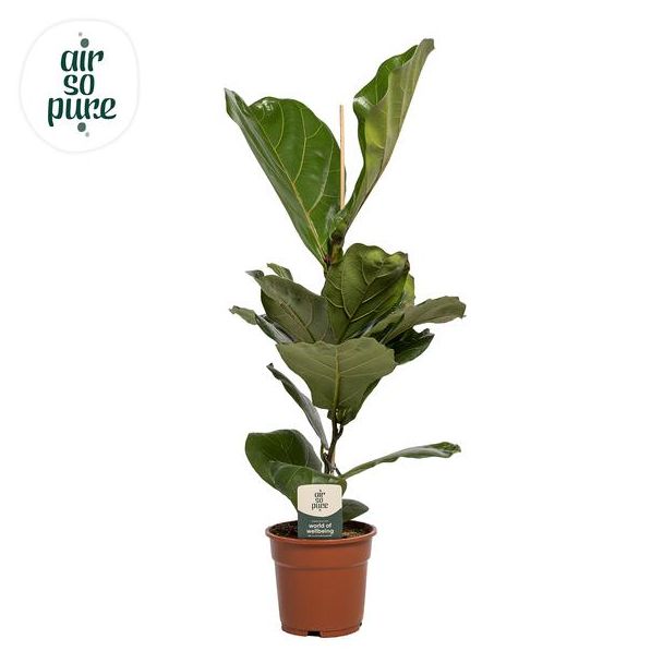 Vioolbladplant, Tropische Kamerplant, Ficus Lyrata  Ø17- 60cm Hoog