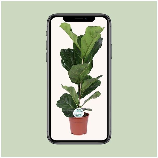 Geigenfeige, Tropische Zimmerpflanze, Ficus Lyrata Ø17-60cm hoch