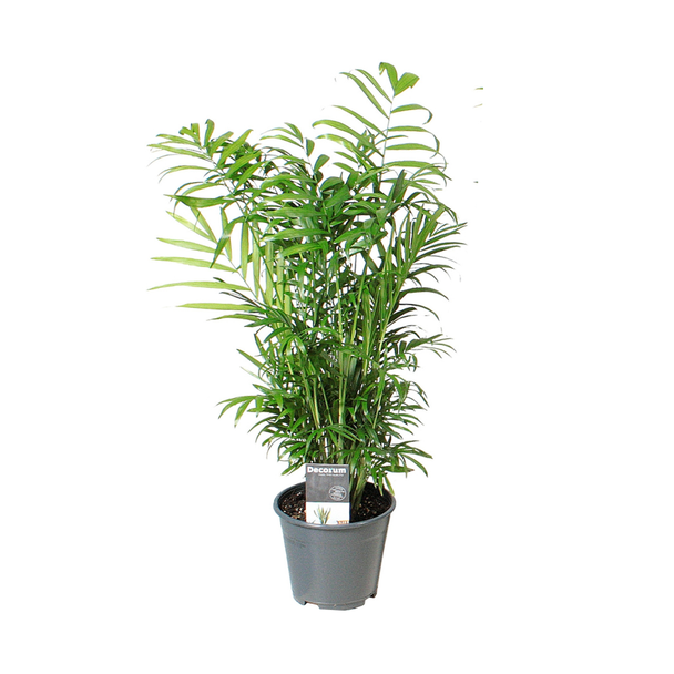 Mexikanische Zwergpalme, Zimmerpflanze, Palme, Chamaedorea elegans Ø14cm - ↕55cm