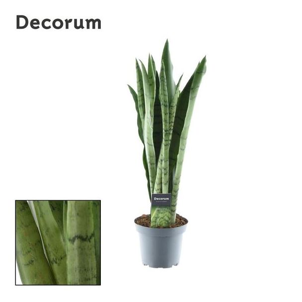 Schwiegermutterzunge, Sansevieria Zeylanica Ø14cm - ↕55cm