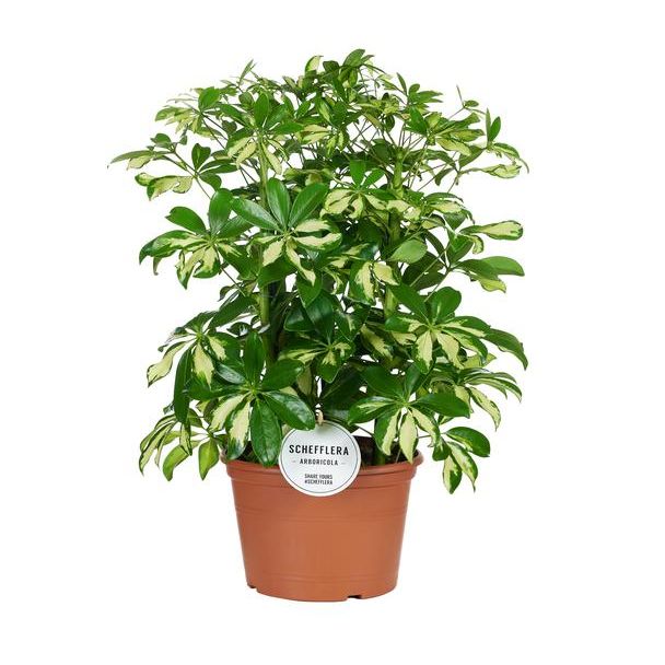 Regenschirmpflanze, Buntes Blatt, Farbe Grün/Gelb, Fingerbaum, Schefflera Gerda - Ø21cm - ↕55cm