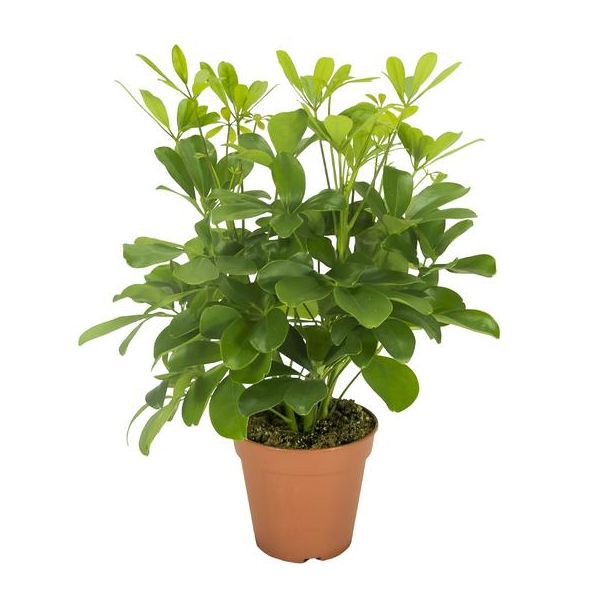 Regenschirmpflanze, Grüne Pflanze, Schefflera Nora - Ø13- 35cm Hoch