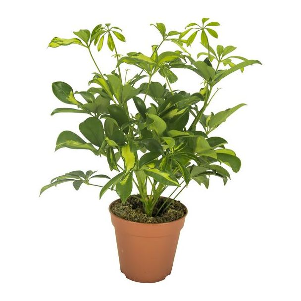 Regenschirmpflanze, Grüne Zimmerpflanze, Schefflera Gerda - Ø13cm - ↕35cm