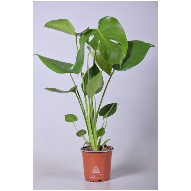 Die Fensterblattpflanze, Grüne Zimmerpflanze, Tropisch, Monstera Deliciosa - Ø14cm - ↕55cm