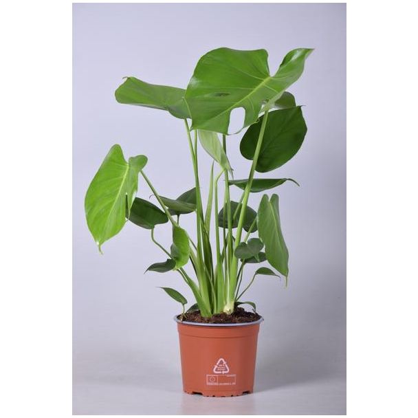 Die Fensterblattpflanze, Grüne Zimmerpflanze, Tropisch, Monstera Deliciosa - Ø17cm - ↕60cm