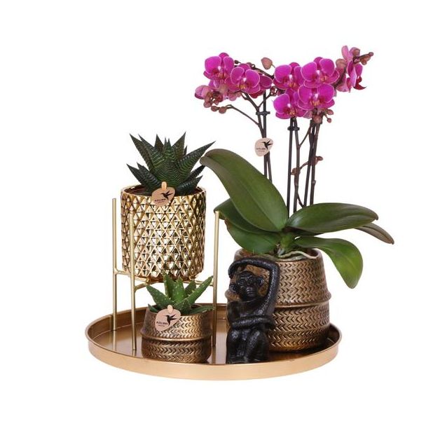 Stilvolles Grünes Geschenkset, Lila Orchidee und Sukkulenten in Designkeramiktöpfen