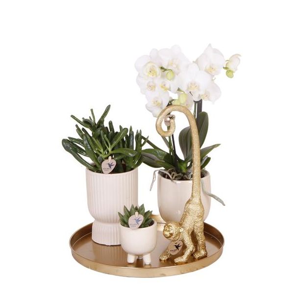 Geschenk-Tipp! Pflanzen-Set Luxus Wohnen, Schneeweiße Orchidee Ø9cm, Grüne Sukkulente Ø6cm, Dekoratives Ornament, Travertintöpfe, Tablett