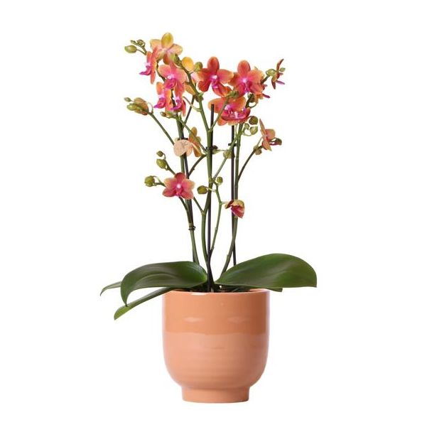 Schöne Duftende Schmetterlingsorchidee, Farbe Orange, Geschenkidee, Glänzender Ziertopf Farbe Cognac, Topfgröße Ø12cm, blühende Zimmerpflanze