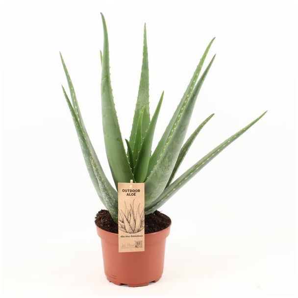 Aloe Vera, Ø19cm - 70, Grüne Pflanze, Medizinische Eigenschaften