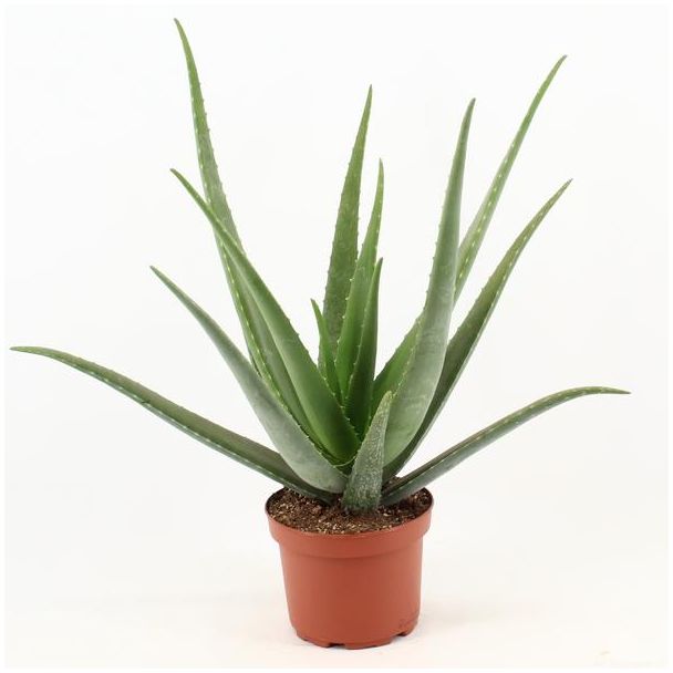 Aloe Vera, Ø19cm - ↕70cm, Grüne Pflanze, Medizinische Eigenschaften
