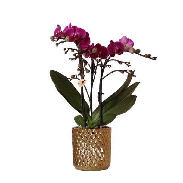 Schöne Schmetterlingsorchidee Morelia, Farbe Lila, Geschenkidee, Diamant Übertopf Farbe Gold, Topfgröße Ø9cm, blühende Zimmerpflanze