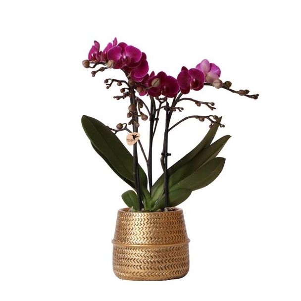 Schöne Schmetterlingsorchidee Morelia, Farbe Lila, Geschenkidee, Broove Ziertopf Farbe Gold, Topfgröße Ø9cm, blühende Zimmerpflanze