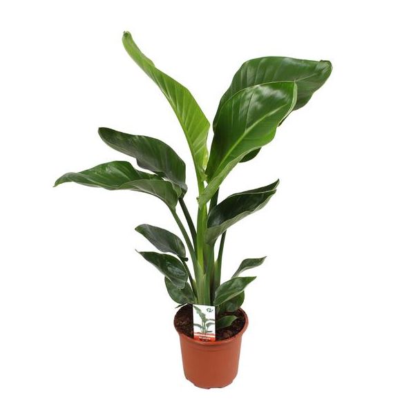 Weiße Paradiesvogelblume, Tropische Grüne Pflanze, Strelitzia Nicolai, Ø17cm - ↕70cm