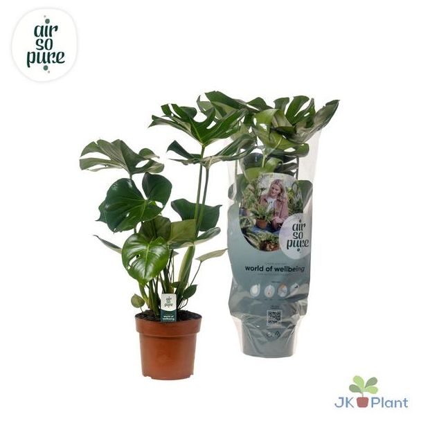 2 x Gartenpflanze, Grüne Zimmerpflanze, Tropisch, Fensterblatt - Ø17cm - ↕55cm
