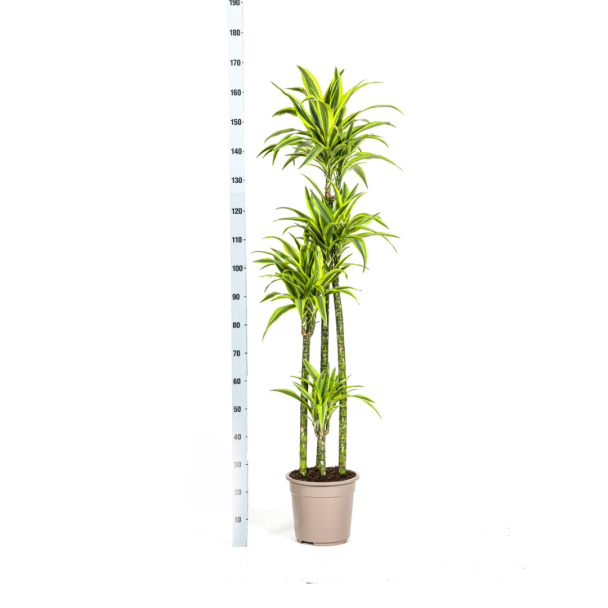 dracaena-lemon-lime-170-190cm