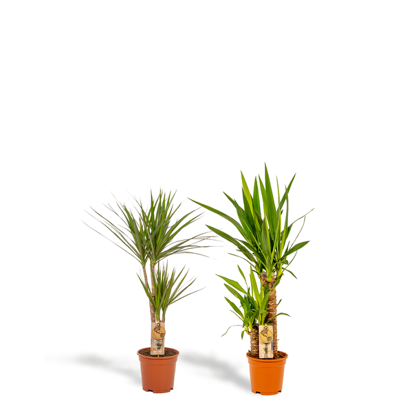 Tropisches Zimmerpflanzen-Set: Drachenbaum (Dracaena Marginata) & Palmlilie (Yucca Elephantipes) - Exotische Blickfänger für jedes Interieur