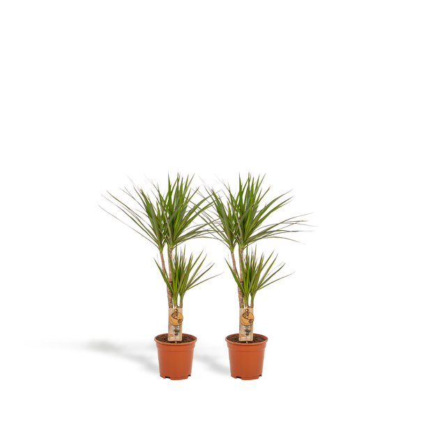 Set von 2 Drachenblutbäumen (Dracaena Marginata) - Eleganz und Gesundheit für dein Interieur