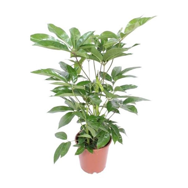 Parasolbaum, Fingerbaum, Elegante Pflanze, Grüne Zimmerpflanze, Schefflera Actinophylla Amate - Ø24cm - ↕100cm
