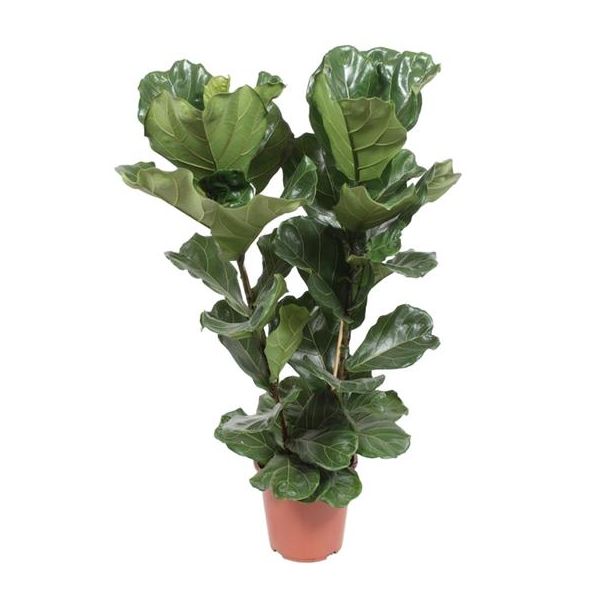 Geigenfeige, Tropische Zimmerpflanze, Ficus Lyrata Ø27-100cm hoch